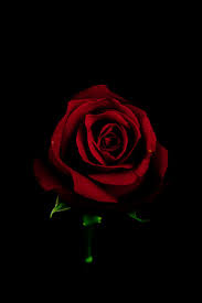 4k ultra hd black hole wallpapers. Red Rose Black Background