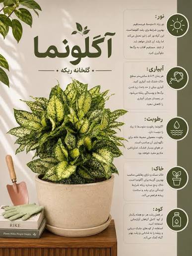 آگلونما برفی