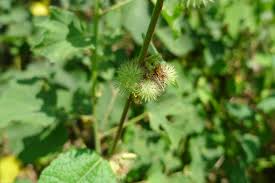 Image result for Triumfetta tomentosa