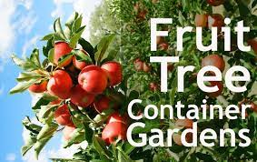 Dari situlah nama buah ini diambil. Cara Budidaya Tanaman Buah Dalam Pot Bibitbunga Com