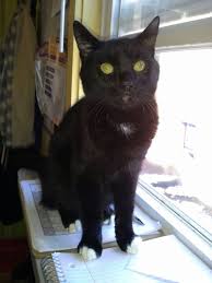 Adopt Monty On Petfinder American Shorthair Cat White Cats Tabby Cat