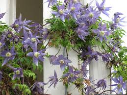 Maybe you would like to learn more about one of these? Jardinieres Et Pots Quelles Grimpantes