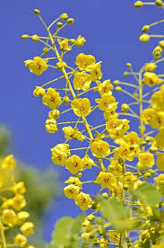 Image result for Caesalpinia decapetala