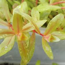 Image result for Nesaea aspera