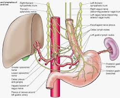Nerves Of Stomach Lymphatic System Anatomy Celiac Plexus Anatomy