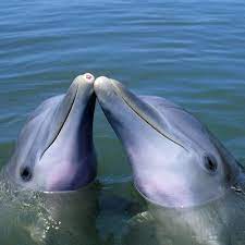 Key West Fl Swim With The Dolphins In The Lower Keys Dolphins Animals Beautiful Sea Animals
