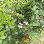 Image result for Carissa spinarum