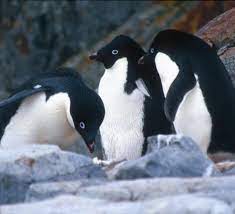 Adélie penguins from edmonson point most likely share the same wintering grounds as birds from the other colonies along victoria land (wilson et al simulations of population persistence under future climate change scenarios showed that a reduction in sea ice extent (sie) and an increase in. Top 10 Facts About Adelie Penguins Wwf