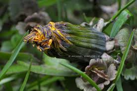 Image result for Taraxacum sp.