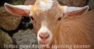 I choose goat farming as a business plan cause there is a big profit possibility. Goat Farming Business Plan 2020 Case Study Farmingx