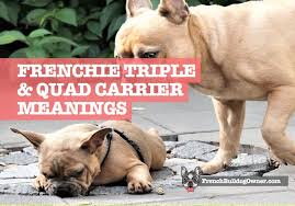 White tri color french bulldog. What Is A Quad Carrier French Bulldog Or A Triple Carrier