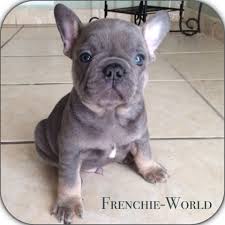 Health problems recorded in this color such as alopecia have also been found in dogs of other colors. Incredible Cuteness Blue And Tan French Bulldog Bulldog Cute Animal Quotes French Bulldog Breed
