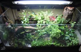 Projet La Baie Des Crabes Forum Terrariophilie