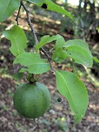 Image result for Oncoba