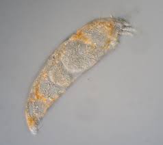 Image result for Calepitrimerus vitis