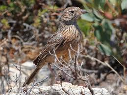 Image result for Lipocarpha constricta