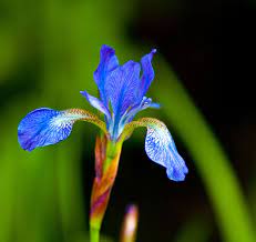 Pin On Iris