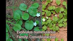 Image result for Evolvulus nummularius