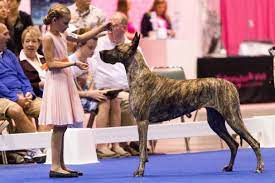 Get Started In Junior Showmanship – American Kennel Club