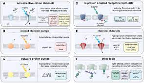 Contains themes or scenes that may not be suitable for very young readers thus is blocked for their protection. Frontiers Specificity Versatility And Continual Development The Power Of Optogenetics For Epilepsy Research Cellular Neuroscience
