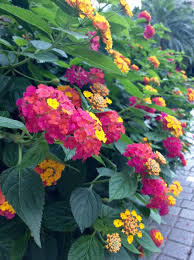 Pin On Flower
