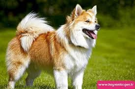 Izlanda Kopegi Jpg 800 533 Spitz Dogs Incredible Beasts Dog Breeds