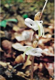 Image result for Epipogium roseum