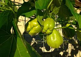 Chayote can grow as an annual as far north as plant hardiness zone 7. How To Grow Chayote In Container A Complete Guide
