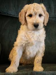 Use the search tool below and browse. Mini Cockapoo Puppies For Sale In Alabama