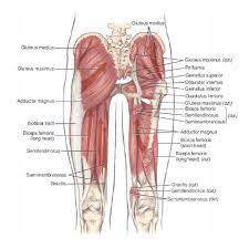 Access syllabi, lecture content, assessments, and more from our network of college faculty. Pin Pa Gluteus Medius What Is It
