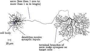 Cell division is the process by which new cells are formed for growth, repair, and replacement in the body. 1 Schema Of A Neuron Alberts 02 The Diameter Of The Cell Body Is Download Scientific Diagram