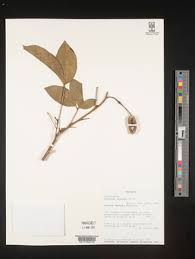 Image result for Ritchiea