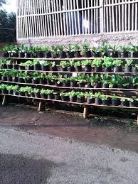 Sebab, bercocok tanam merupakan salah satu aktivitas yang sangat menarik untuk mengusir kebosanan selama masa pandemi covid 19. Cara Mudah Bercocok Tanam Di Rumah Kebun Ceu Meta