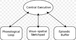 A visionary model of nervous system functioning that provides a plausible explanation for the felt andrew shugyo daijo bonnici, ph.d. Brain Baddeley S Model Of Working Memory Psychology Png 1024x550px Brain Area Brand Central Nervous System Cognition