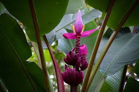 Image result for Musa ornata