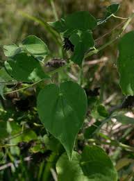 Image result for Abutilon mauritianum