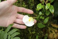 Image result for Utricularia benjaminiana