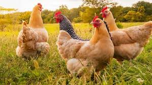 Les poules fermi�res pondent pendant 3 ans. Quelle Taille Enclos Pour 2 3 Ou 4 Poules Ou Plus