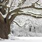 Noelridge Winter Tree ID Walk