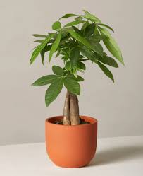 To determine whether or not this is happening, gently lift the entire tree from its pot. Money Tree Guide How To Take Care Of A Money Tree Plant
