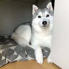 Bulldog dikenal sebagai anjing sahabat yang baik, tidak agresif walaupun tampangnya menyeramkan. 24 Ide Anjing Husky Anjing Husky Anjing Siberian Husky