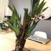 Orchids are one of the world's most recognizable plants with their beautiful exotic flowers. 3