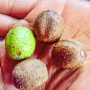 Image result for Uapaca