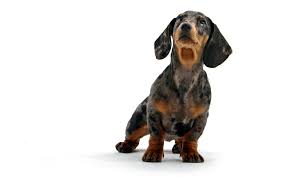 Image result for dog image no background