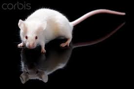 Black And White Mouse Image Close Up Image Of White Mouse On Black Corbis Stem Cells Infertility Treatment Science Nature