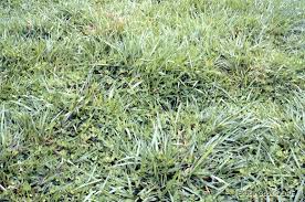 Image result for Urochloa marlothii