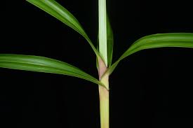 Image result for Scleria melanomphala