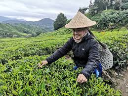 We did not find results for: Kenangan Memetik Daun Jom Bercuti Cameron Highlands Facebook