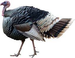The turkey bird is a large bird in the genus meleagris, which is native to the americas. Turkey Bird Png