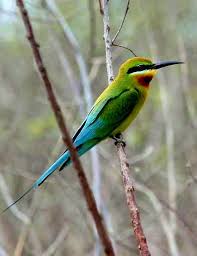 Indonesia West Bali National Park Colorful Bird Colorful Bird National Parks Animals